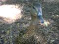 videos de Bryan's duck adventures