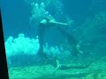 Weeki Wachee mermaids swim to Enya Weeki Wachee mermaids swim to Enya