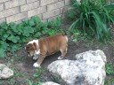 English bulldog puppy loves gardening English bulldog puppy loves gardening