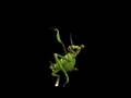 Spore Creature Dame oriza