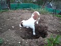 Puppy reports