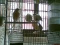 canarios , diamantes gould, bengalins, mandarins,