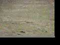Mar 8 2006 varmint shooting