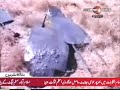 PAKISTAN: Suicide Bombing world wide true story