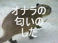 カピバラなどの動物たち 091129