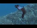 nudibranch sea slug in Nha trang Vietnam with angel dive nudibranch