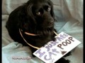 Bad Dogs Wearing Signs Bad Dogs Wearing Signs