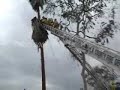 Palm Tree Rescue