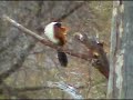 Coucal Preening Then Singing at Pete's Pond 10/22/2006