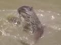 otters.html