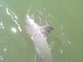 Paul catches mini Jaws