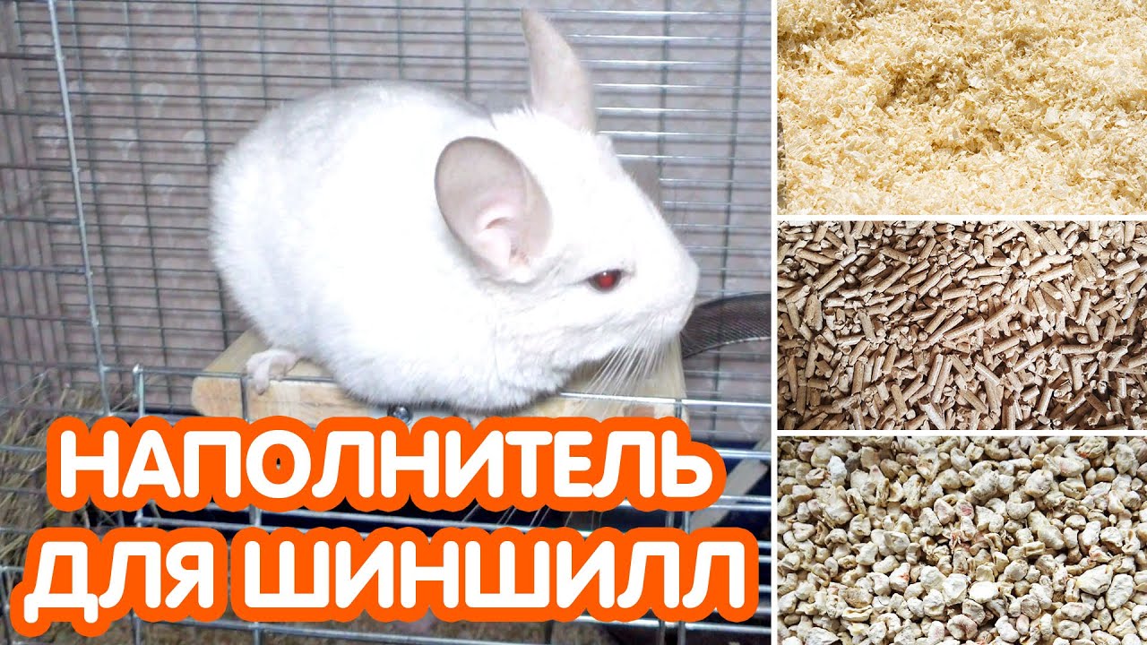 Наполнитель для шиншилл: опилки, древесный и кукурузный наполнитель – какой выбрать?