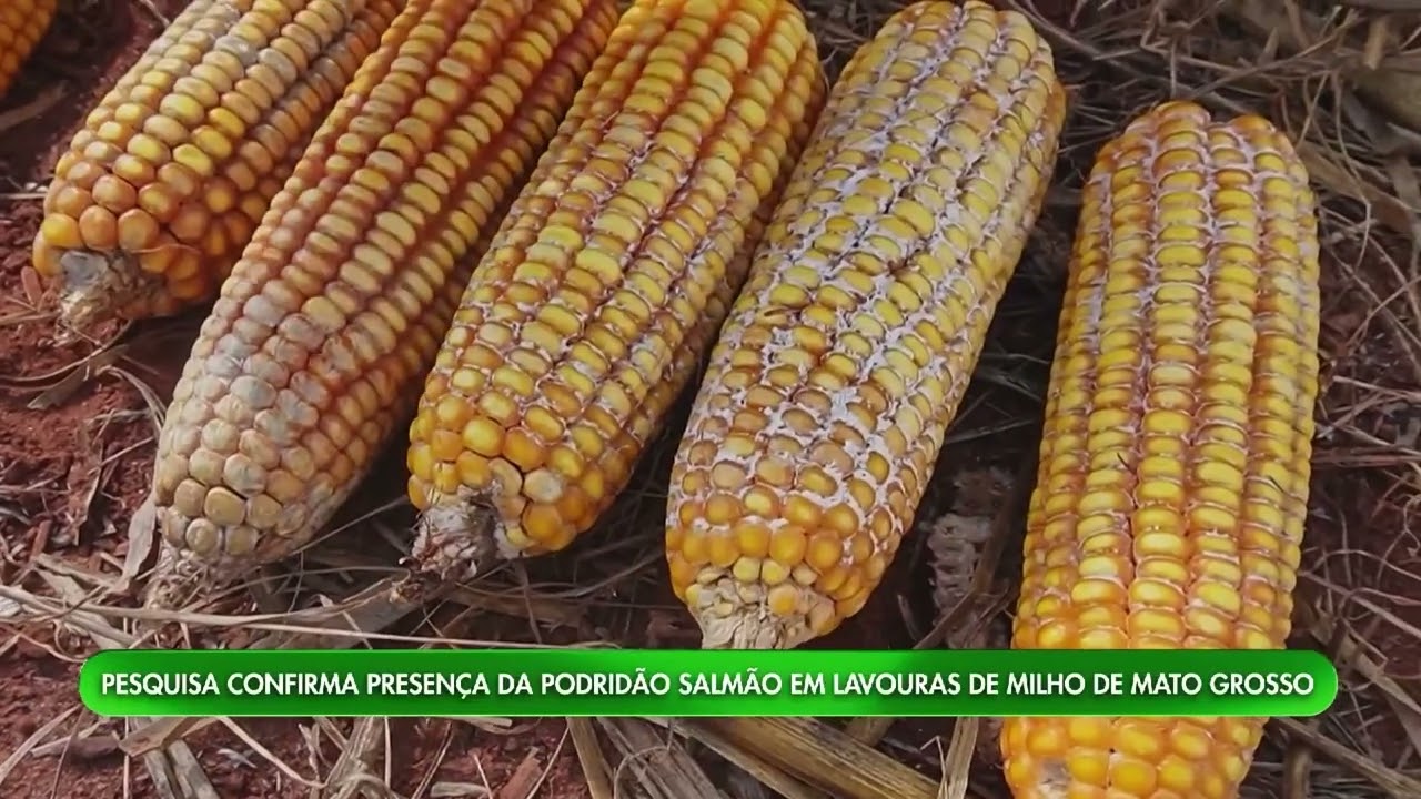 Nova doença preocupa produtores de milho em Mato Grosso | Mais Milho