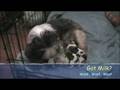 Puppies Born