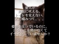 犬のしつけで、トイレ・噛むクセ・無駄に吠える問題を解消！