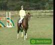 LAPTOP Hanoverian, Hannoveraner