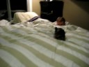 Zola Belle the Yorkie Puppy -Playing with her Daddy B 4 Bedtime, EVERY NIGHT!!!