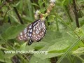 Butterfly Blue Tiger