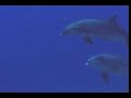 Bottlenose Dolphins