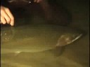 rainbowtrout - www.trophytroutguide.com After the 43.6 pound new world record rainbow was landed by the