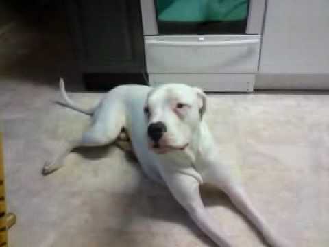dogo argentino