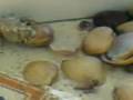 Alive Conch Shell