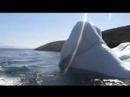 Greenland-ICE Greenland-ICE