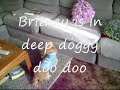 SEX DOG attacks! SEX DOG attacks!
