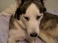 Kaiser talking back to Toya while licking himself