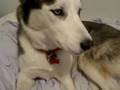 Kaiser talking back to Toya while licking himself
