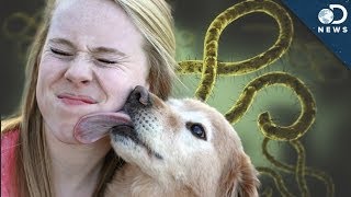 Can You Get Ebola From A Dog?