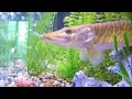 Tiger Muskies Tiger Muskies