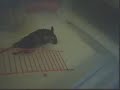Paralyzed Degu Baby Tuffy Paralyzed Degu Baby Tuffy