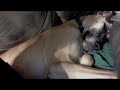 Daisy snoring.m4v