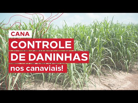 Confira os resultados de Falcon e Ritmo no combate às plantas daninhas da cana-de-açúcar