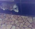 Gatto Laser Impazzito E Spaventato Gatto Laser Impazzito E Spaventato