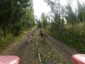 Siberian Husky autumn training