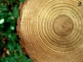 Stop Deforestation