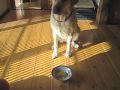 ウラン、リンゴ食べる