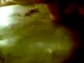 videos de Eshayz
