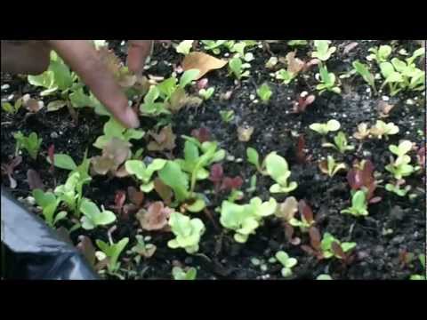 how to replant lettuce