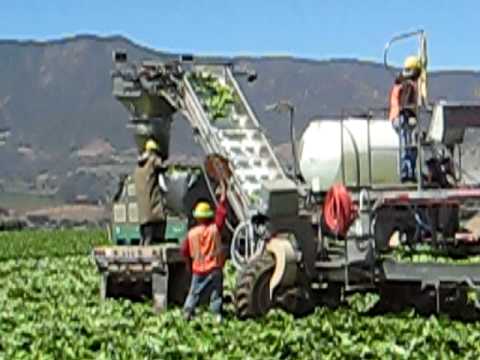 Farm workers preparing lettuce in a ...