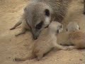 one, two... THREE baby meerkats!