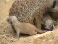 one, two... THREE baby meerkats!