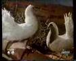 Odeon Tv Promo Bumper 1988 televisione anni 80 telecapri