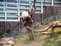 Ocean Park Pandas