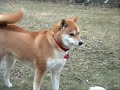 A Bichon Frise (Max)puppy playing tag with a 3 year old Shiba Inu