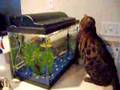 Bengal-cat-loves-fish