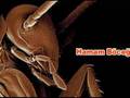 Big insect - Büyük Böcekler