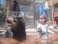 Rottweiler Swimming Rottweiler Swimming
